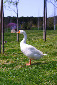 Side view of a bird on field