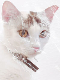 Close-up of cat looking away