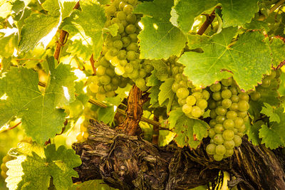 Close-up of grapes growing in vineyard