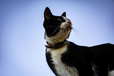Close-up of a cat looking away against blue sky