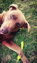 Dog looking away on grassy field