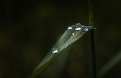 Close-up of raindrops on leaf