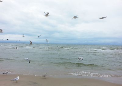 Seagulls flying over sea against sky