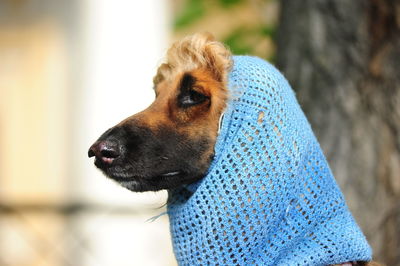 Close-up of dog looking away