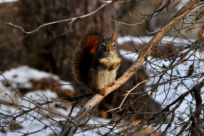 Squirrel on tree branch