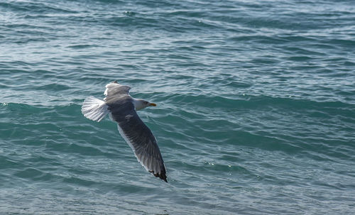 Seagull flying over sea