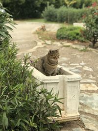 Cat sitting by plants