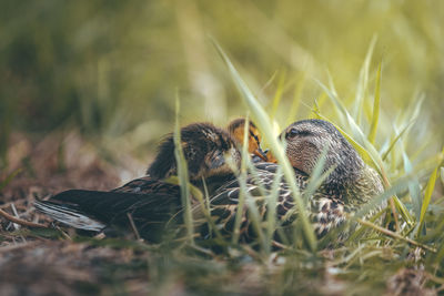 A mother duck cuddles next to her duckling on a spring afternoon.