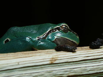 Close-up of frog on wood