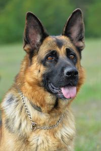 Close-up portrait of dog