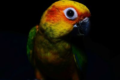 Close-up of parrot