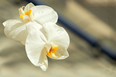 Close-up of white rose flower