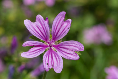 Close up of a common mallow flower in bloom