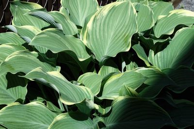 Full frame shot of plants