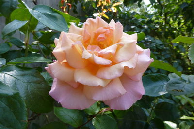 Close-up of rose