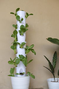 Growing bok choy on a verticulture tower. 