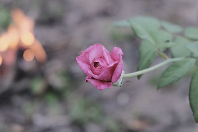 Close-up of pink roses