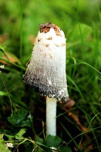 Close-up of mushroom growing on field