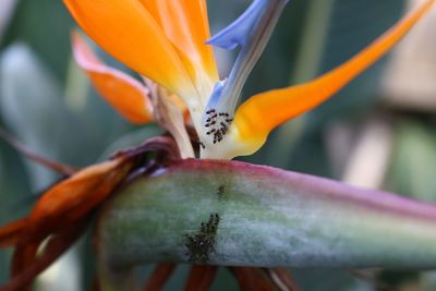 Close-up of flower against blurred background