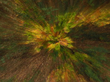 Close-up of fresh green leaf