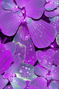 purple