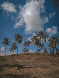 Palm trees on field against sky