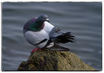 Close-up of bird perching on lake