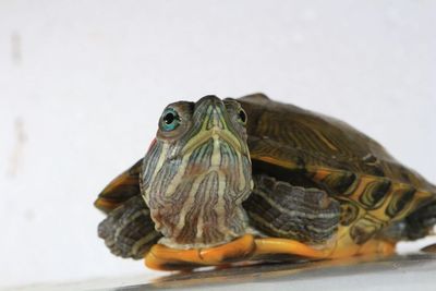 Close-up of turtle on surface