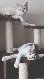 Portrait of kitten sitting