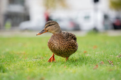 Close-up of duck on grassy field