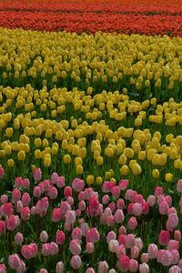 Multi colored tulips in field