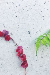 Close up of red leaves