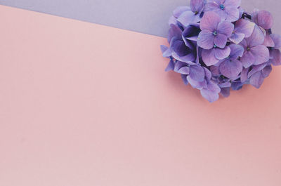 High angle view of purple hydrangea flowers