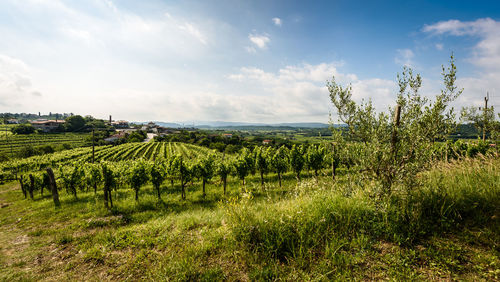 Scenic view of agricultural field against sky