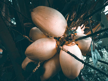 Close-up of yellow coconut