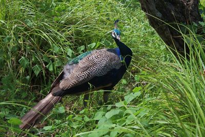 Close-up of peacock