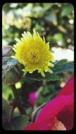 Close-up of yellow flower