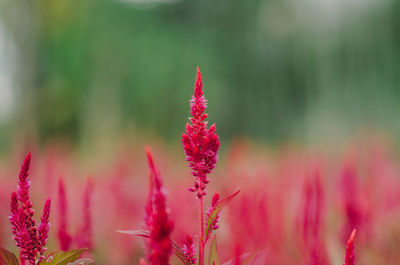 Close-up of pink flowering plant