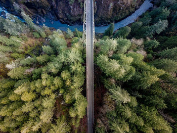 High angle view of pine trees in forest