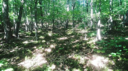 Trees in forest