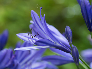 Close-up of purple crocus blooming outdoors