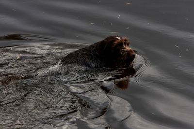 High angle view of dog swimming in lake