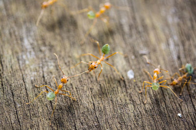 Close-up of ants on wooden plank