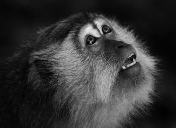 Portrait of monkey looking away