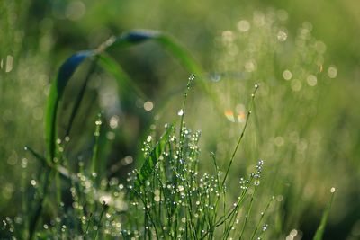 Close-up of grass growing on field