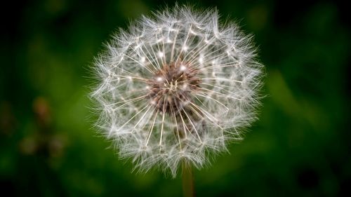 Close-up of dandelion flower