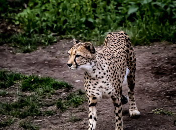 Full length of a cat walking on field