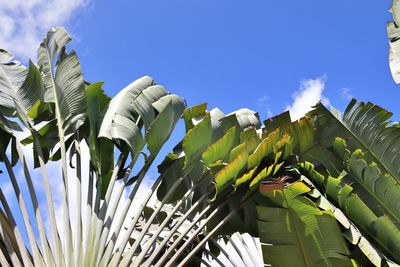 Low angle view of leaves on plant against sky