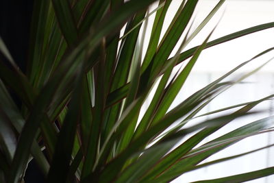 Close-up of palm tree