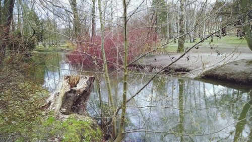 Reflection of trees in lake